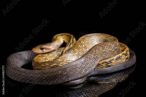 Coelognathus flavolineatus, the black copper rat snake or yellow striped snake, is a species of Colubrid snake found in Southeast Asia. isolated on black background
 photo