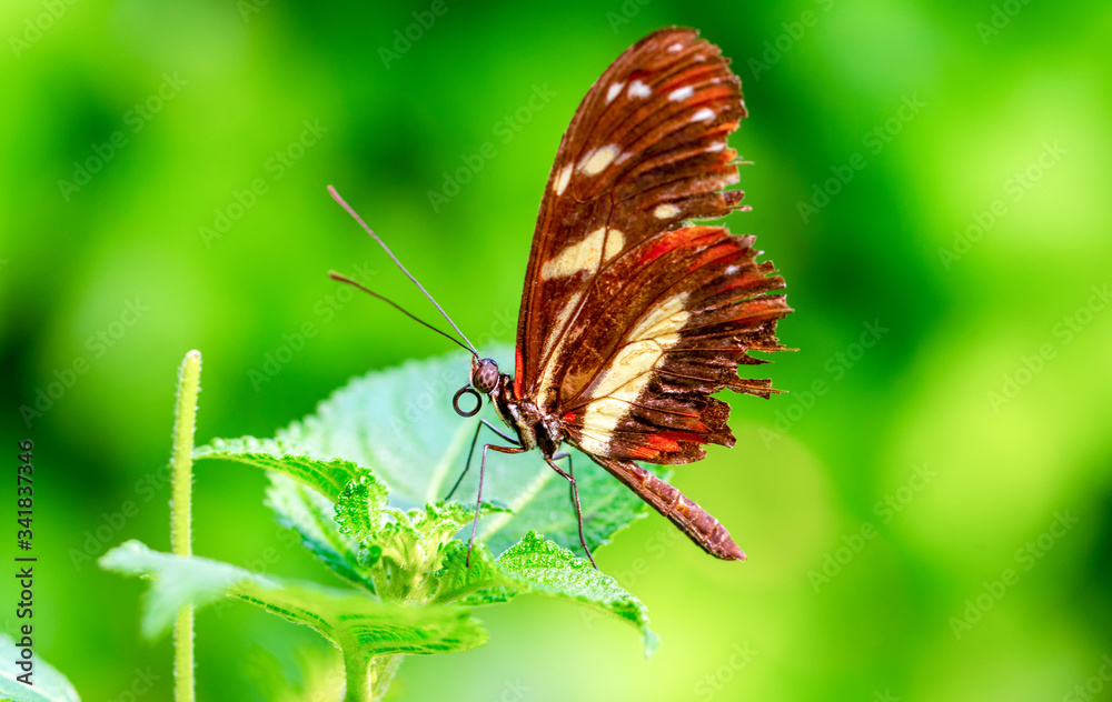 Beautiful heliconius butterfly sitting on flower in a summer garden
Beautiful heliconius butterfly sitting on flower in a summer garden