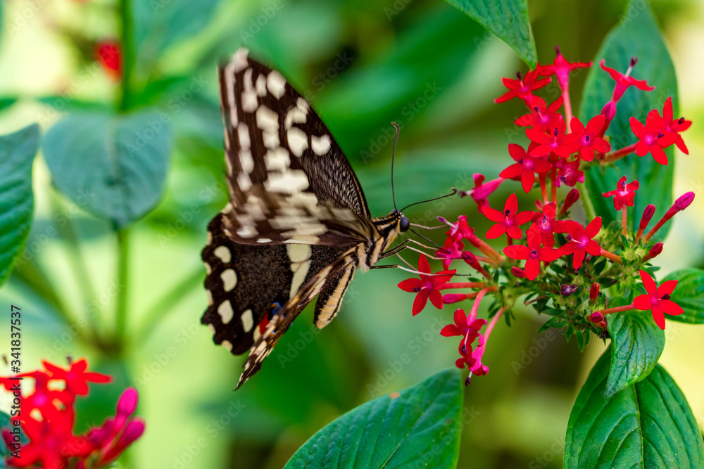 Closeup beautiful butterfly in a summer garden Closeup beautiful butterfly in a summer garden