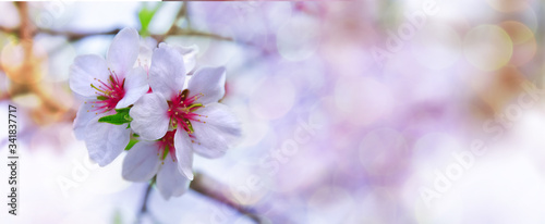 Blossoming almond branch flowers on the light bokeh background. Macro photography wallpaper. Botanic landscape.