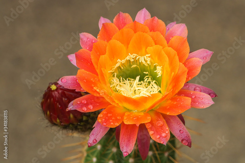 Giant bloom and flower bud on torch cactus