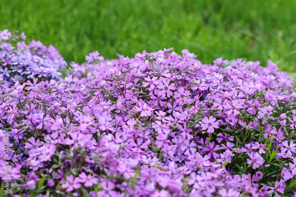 Purple flowers of creeping moss phlox