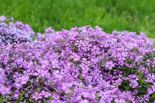 Purple flowers of creeping moss phlox