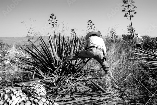 Photo Man working on agave cutting for the tequila industry.