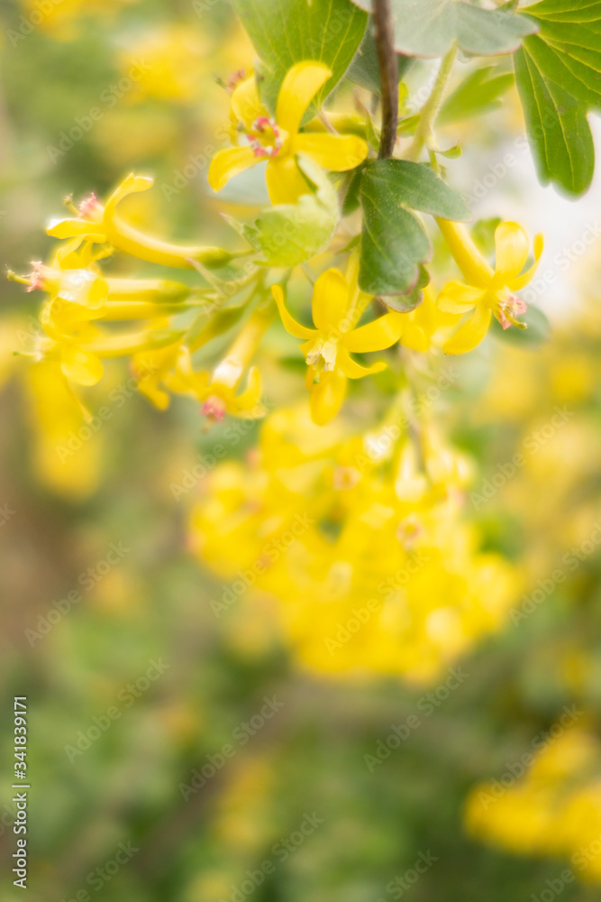 Yellow flowers of currant. Ribes aureum Pursh. Selective focus. Creative vintage background.