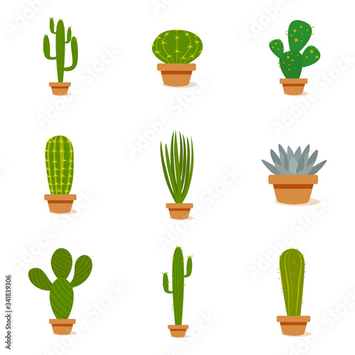 Set of cactus in a potplants