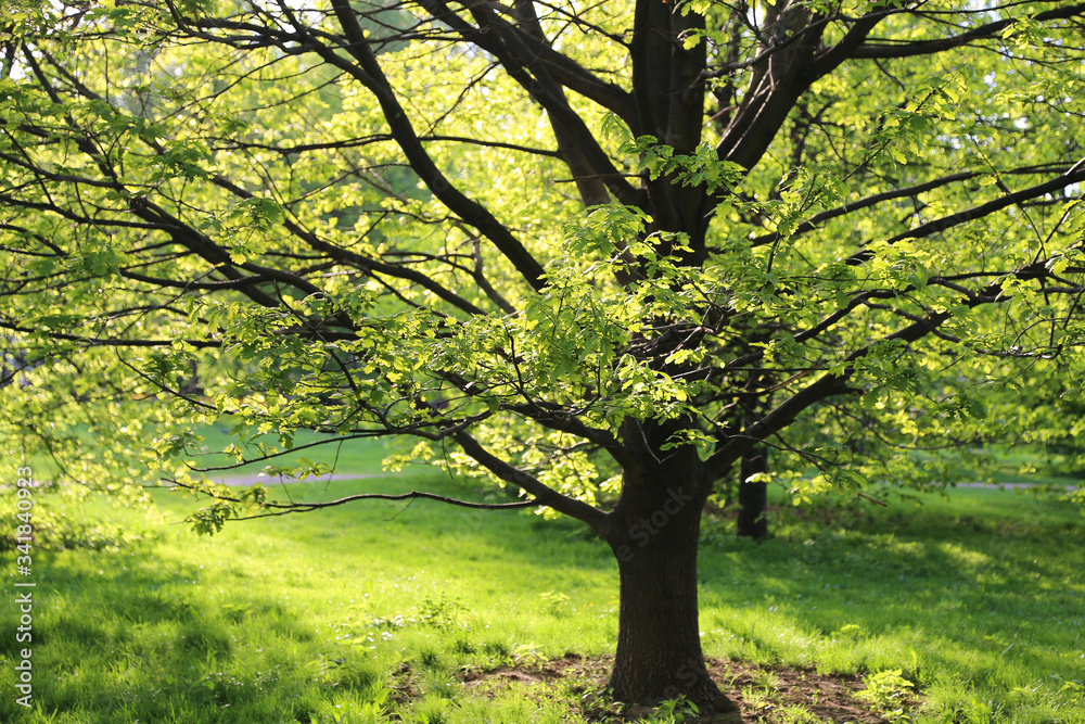 Fototapeta premium Beautiful oak tree lit by the sun in the park