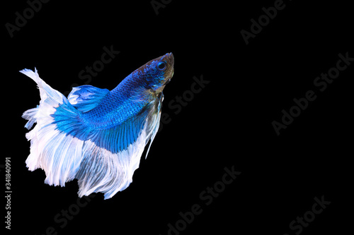 Betta splendens fighting fish in Thailand on isolated black background. The moving moment beautiful of blue&white Siamese betta fancy fish with copy space.