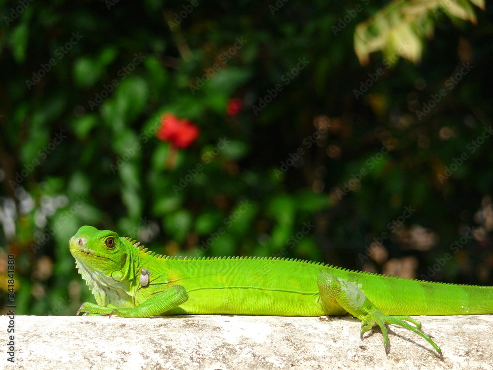 Fototapeta premium gros lézard de guyane française