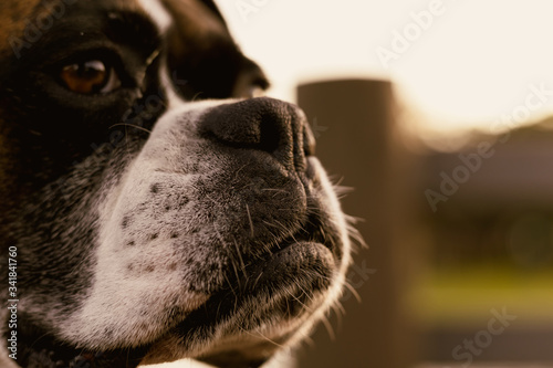Boxer Dog face © Sarah Faith Photo