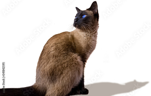 Fotografie Siamese cat looking behind in a with background
