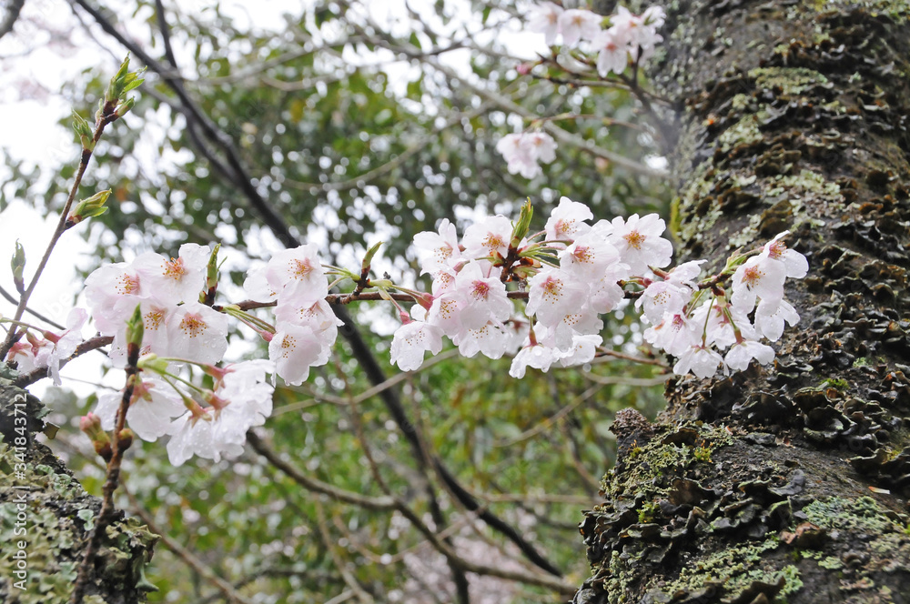 桜 鹿児島県出水市高川ダム湖のさくら 桜 鹿児島県出水市高川ダム湖のさくら