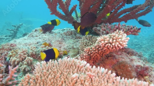 Close shot of coral reef fish hiding underneath a coral in thee tropical ocean 