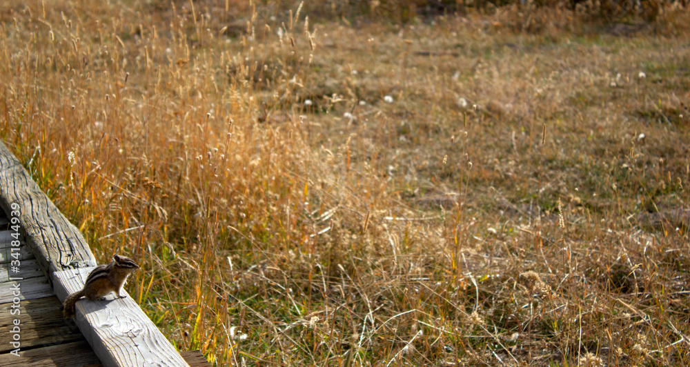 Obraz premium Chipmunk sitting on boardwalk in Yellowstone National Park