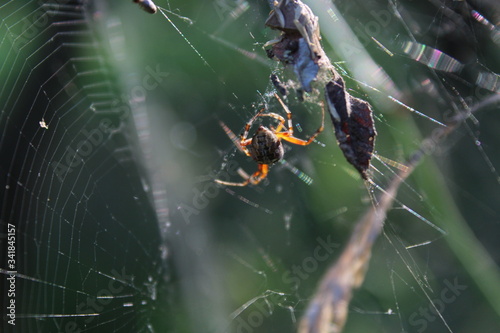 spider on web