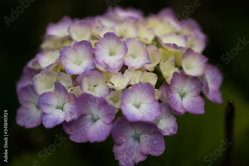 Fototapeta Naklejka Na Ścianę i Meble -  紫陽花の花