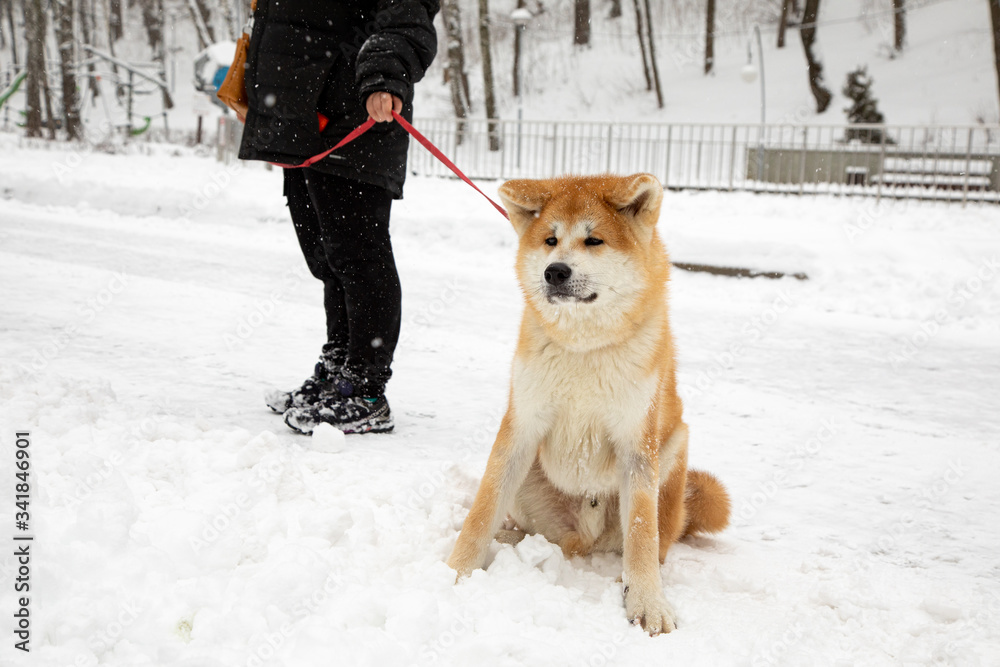 Japanese dog Akita Inu on a walk on a snowy day