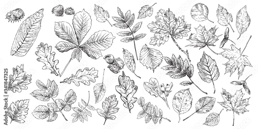 Fototapeta premium Hand drawing fruits set