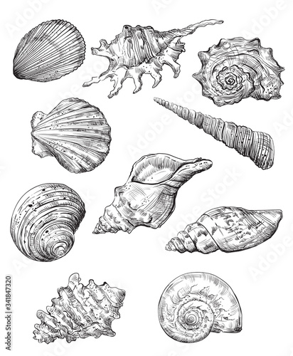 Hand drawing seashells set 1