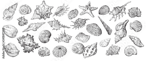 Hand drawing seashells set long
