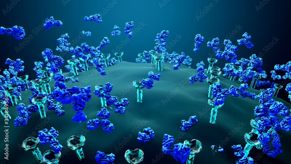 Antibodies block a virus from entering a body cell, Immune system defends the body against infections and diseases