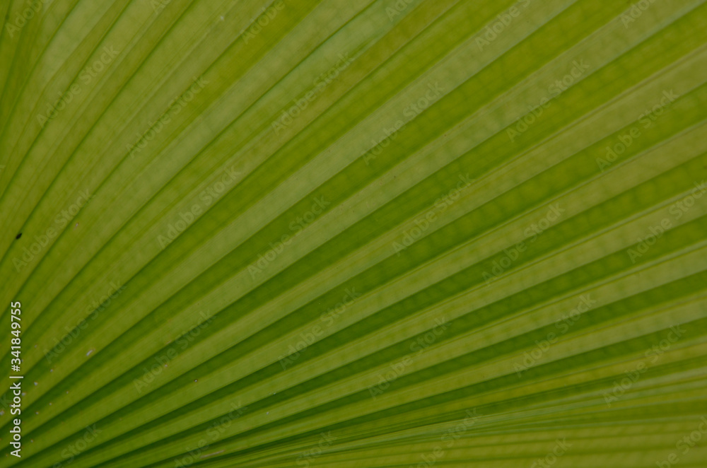 green leaf texture green leaf texture