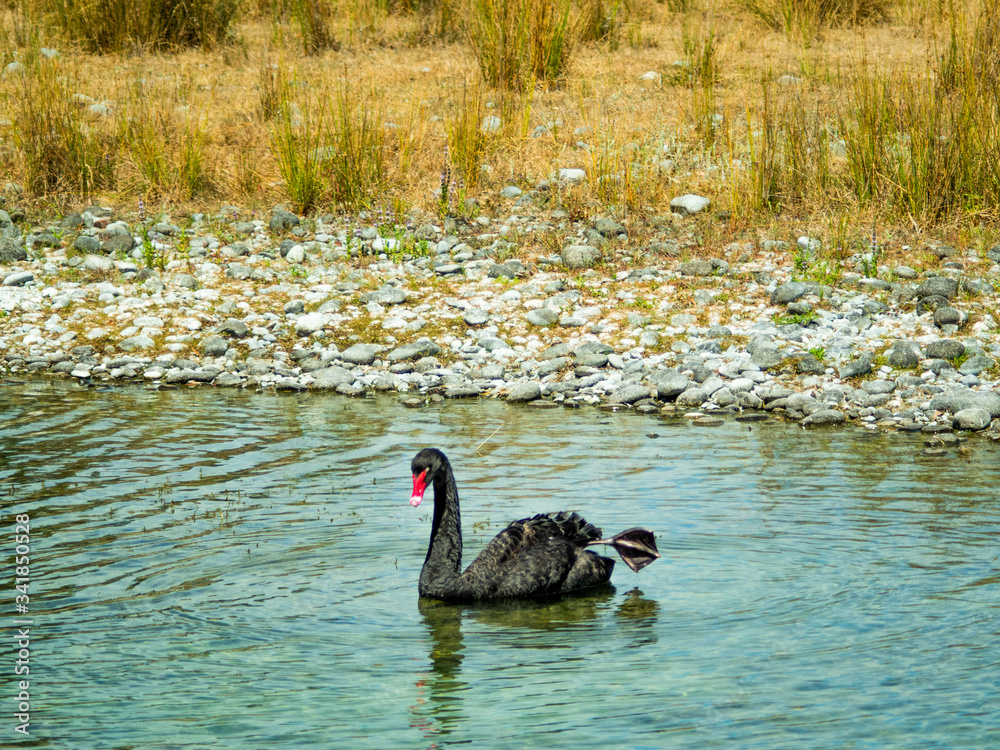 Fototapeta premium black swan on the lake