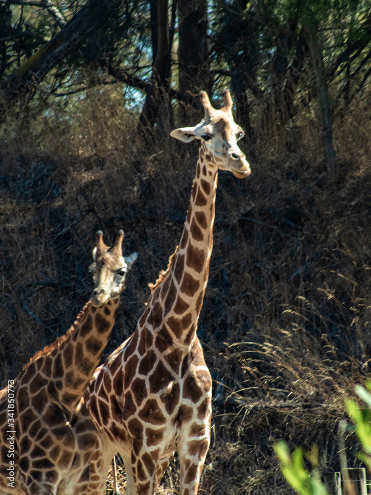 Obraz premium giraffe in the wild