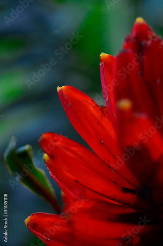 red tropical plant