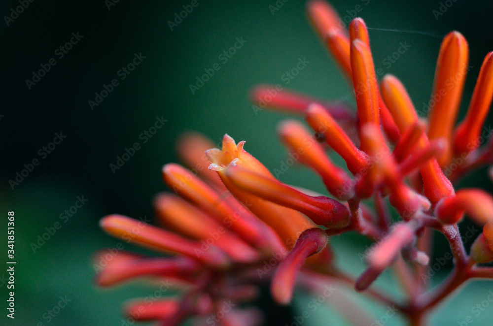 Obraz premium red and yellow flower