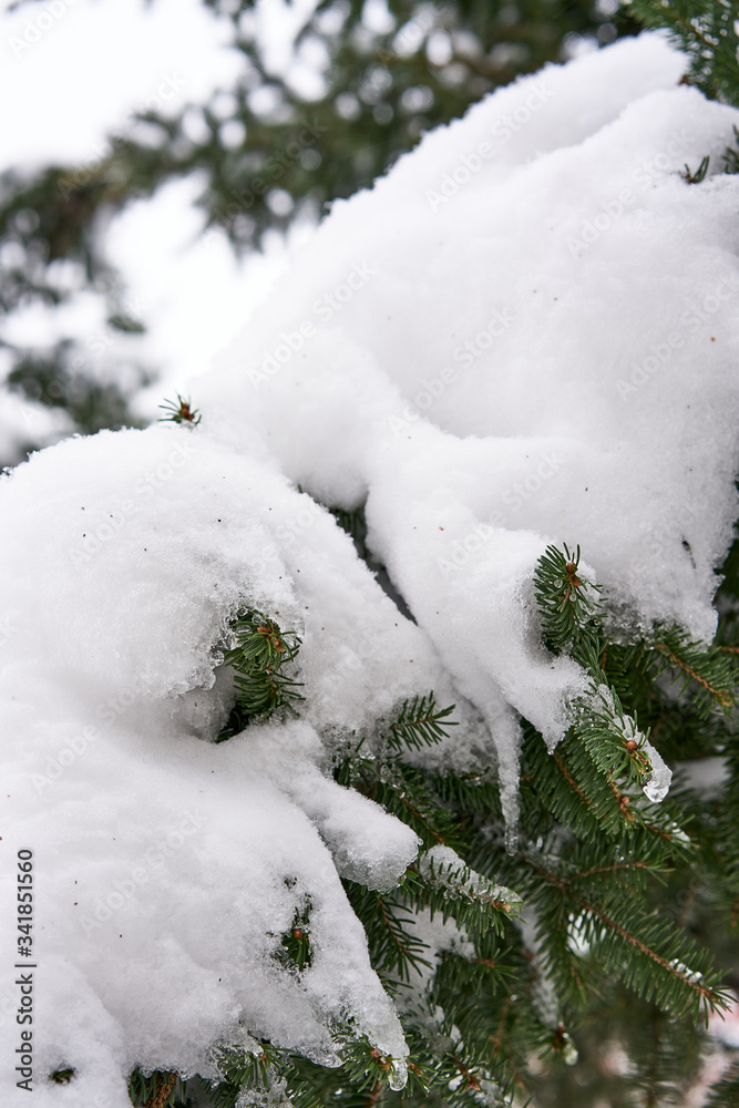 Spruce trees covered in white snow. Spruce trees covered in white snow.