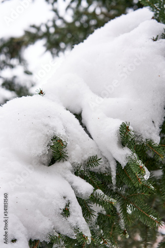 Spruce trees covered in white snow.