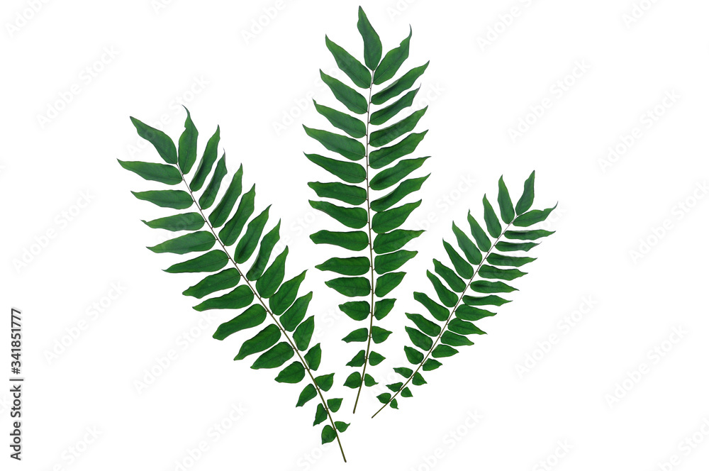 Green starfruits leaves isolated on white