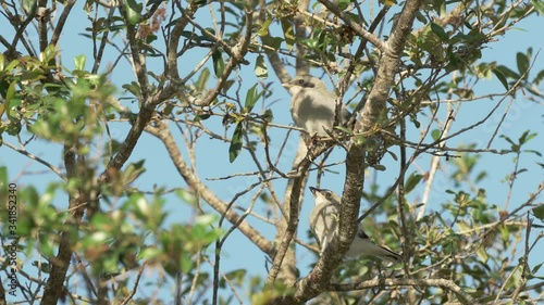 Two cute loggerhead shrike baby birds waiting for parent in Orlando Florida