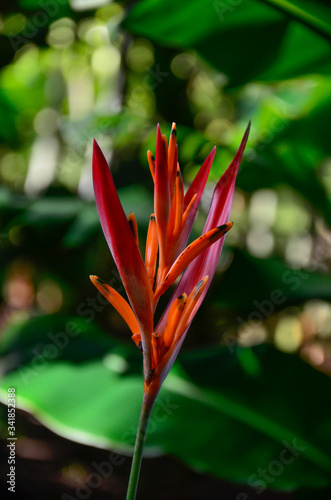 red rain forest plant