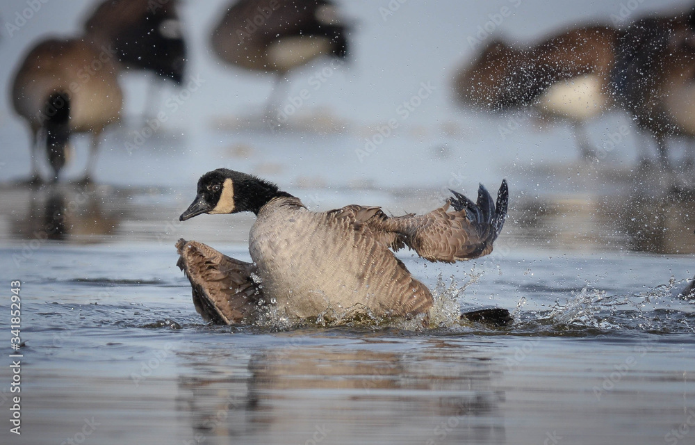 Fototapeta premium The Brant Goose is being guarded while taking a relaxing shower.