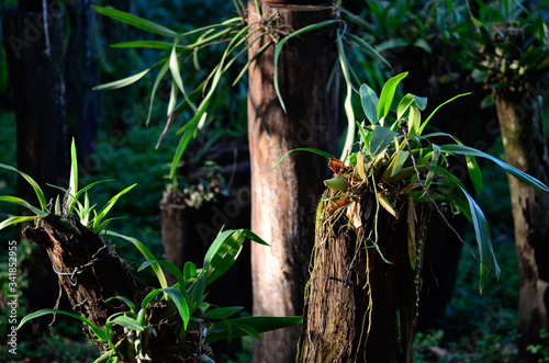 bamboo forest in the morning