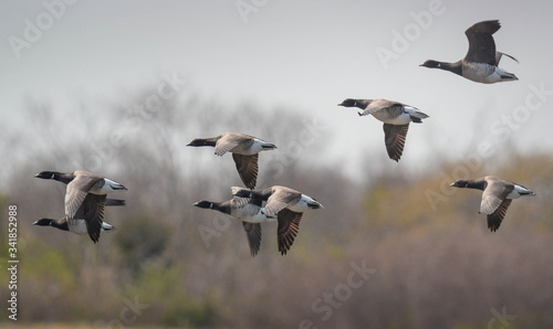 A pack of Brant Goose flight along the Long Island Coast line.