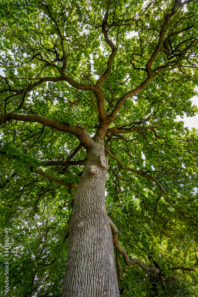 Obraz premium Huge beautiful tree shot taken from bellow. Copy space