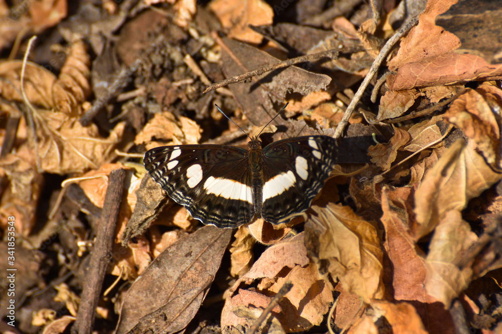 Spotted Sailer Butterfly On Autumn Leaves (Neptis saclava marpessa), Rustenburg, South Africa Spotted Sailer Butterfly On Autumn Leaves (Neptis saclava marpessa), Rustenburg, South Africa