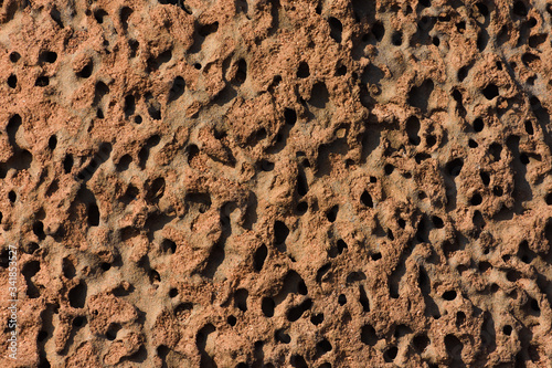 Anthill Colony Open Tunnel Complex Texture