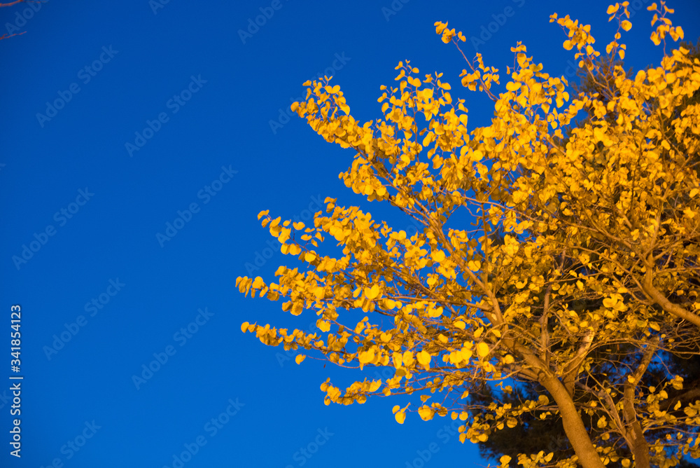 yellow tree and blue sky