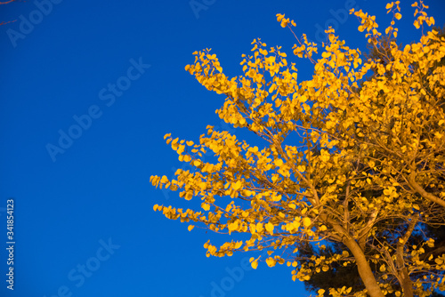yellow tree and blue sky
