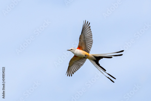 The scissor tailed flycatcher (Tyrannus forficatus) perched on the bush, Texas
