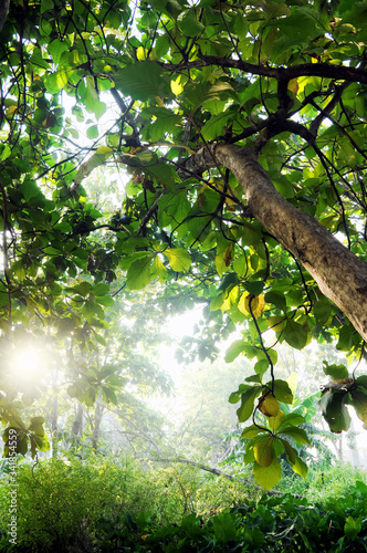 sun shining through the trees in the beatuful morning