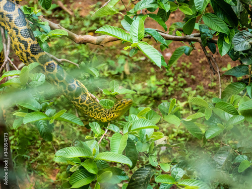 Serpiente en Arbol