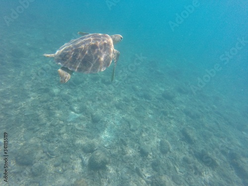 Sea Turtle on the Great Barrier Reef