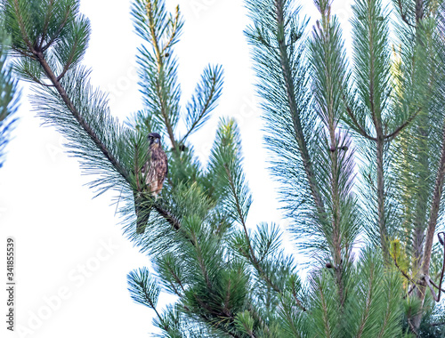 New Zealand Falcon  Karearea  Falco novaeseelandiae  perched on the branch of a pine tree