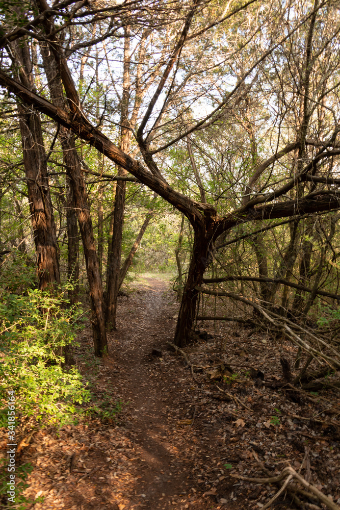 Trail Through the Woods Under a Y-Shaped Tree