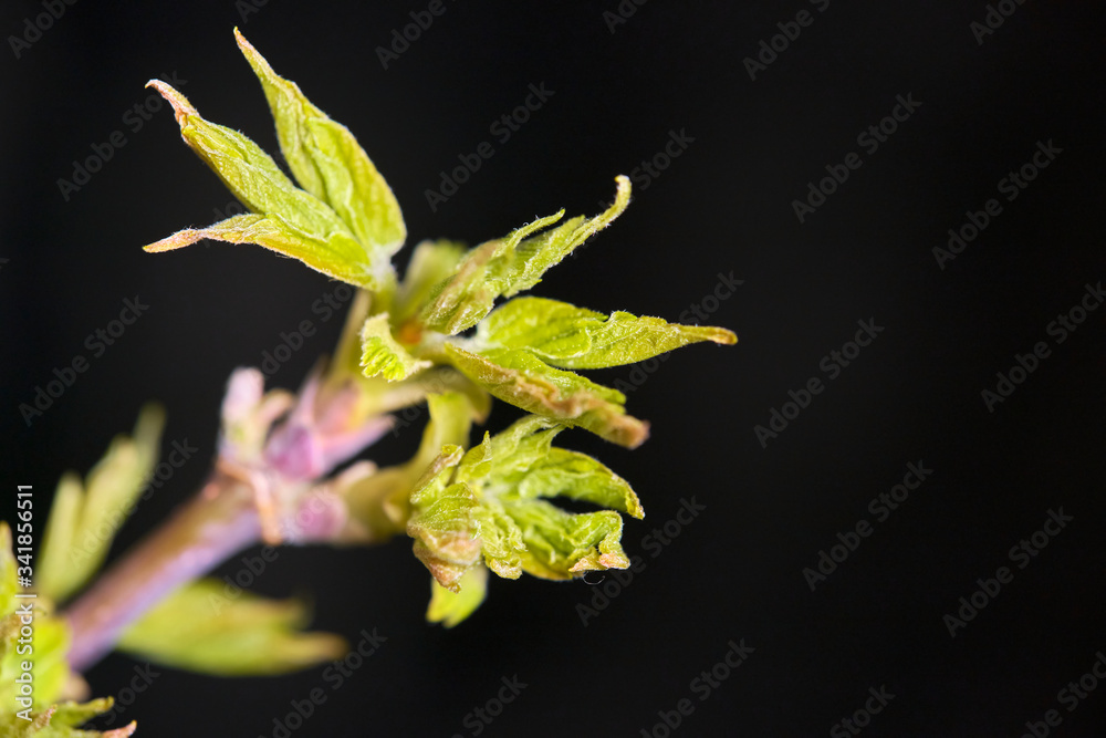 Kidney with stamens on a branch of American maple in spring, macro photo, Kidney with stamens on a branch of American maple in spring, macro photo,